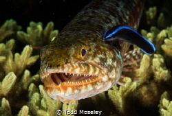 Lizard Fish Smiling. (Slightly Cropped). by Todd Moseley 